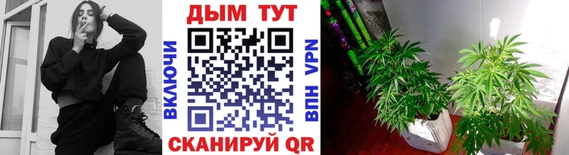 Бошки Шишки Amnesia  Приволжский 